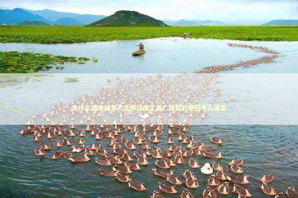 为什么越来越多人选择这类工具？背后的原因令人深思